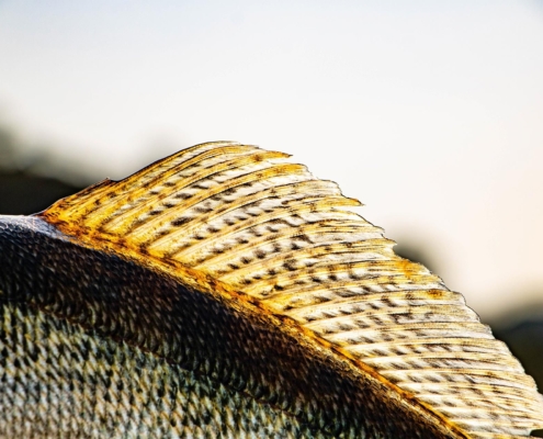 Ebro Pauschalreisen für Angler